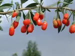 goji-berries-ripening