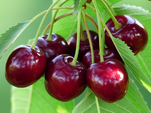 Bing Cherries: A Natural Health Remedy that Grows on Trees?