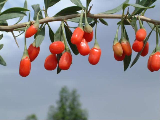 goji-berries-ripening