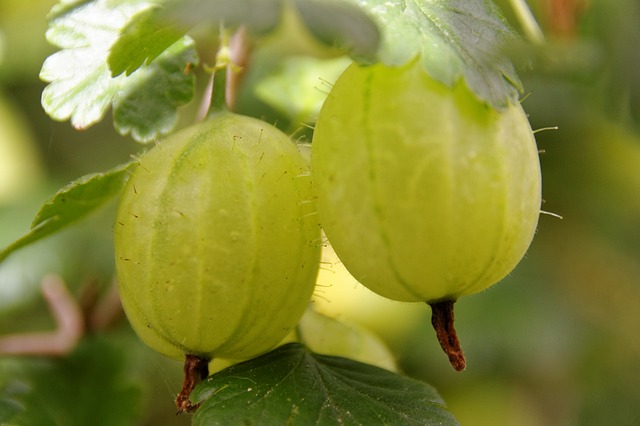 gooseberries