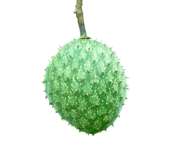 Soursop Origins Consumption Nutrition Facts Health Benefits