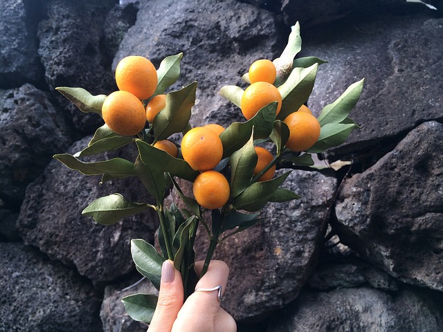 Kumquat Origins Consumption Nutrition Facts Health Benefits kumquat-origins-consumption-nutrition-facts-health-benefits